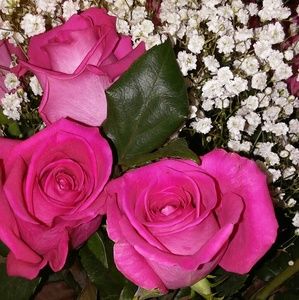 Meet your Posher, Shirley